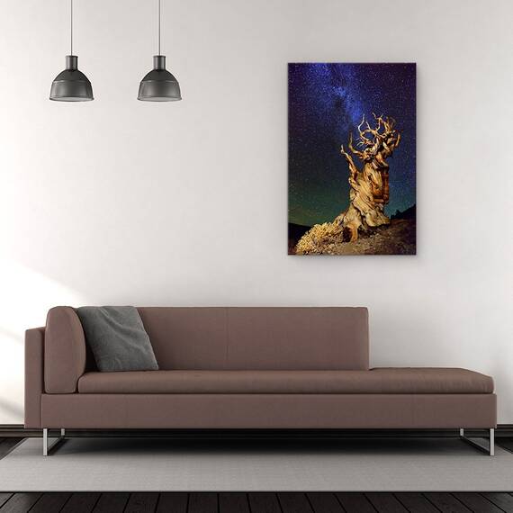 Tablou Canvas - Bristlecone Pin, Sua, California, Bristlecone Pin, Schulmans Grove, Pin, Marime: 60 x 90 cm - 2- Roveli