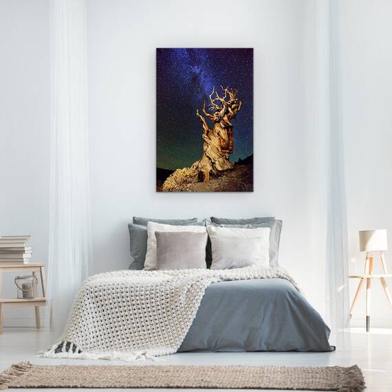 Tablou Canvas - Bristlecone Pin, Sua, California, Bristlecone Pin, Schulmans Grove, Pin, Marime: 60 x 90 cm - 3- Roveli