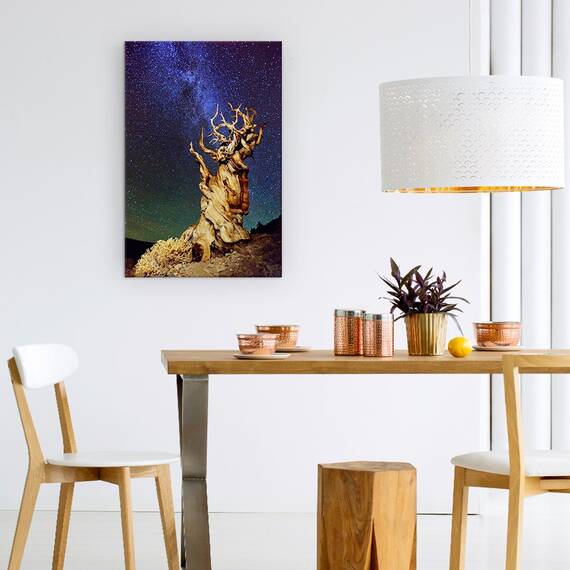 Tablou Canvas - Bristlecone Pin, Sua, California, Bristlecone Pin, Schulmans Grove, Pin, Marime: 60 x 90 cm - 4- Roveli