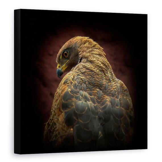 Tablou Canvas - Cineva Sa Se Uite La Mine, Ochi, Pasare, Savana Hawk, Marime: 60 x 60 cm - - Roveli