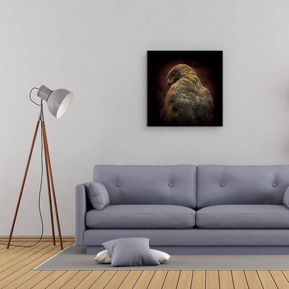 Tablou Canvas - Cineva Sa Se Uite La Mine, Ochi, Pasare, Savana Hawk, Marime: 60 x 60 cm - 2- Roveli