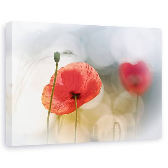 Tablou canvas - Fara stele, Flori, Picaturi, Roua, Pene, Marime: 60 x 90 cm - - Roveli