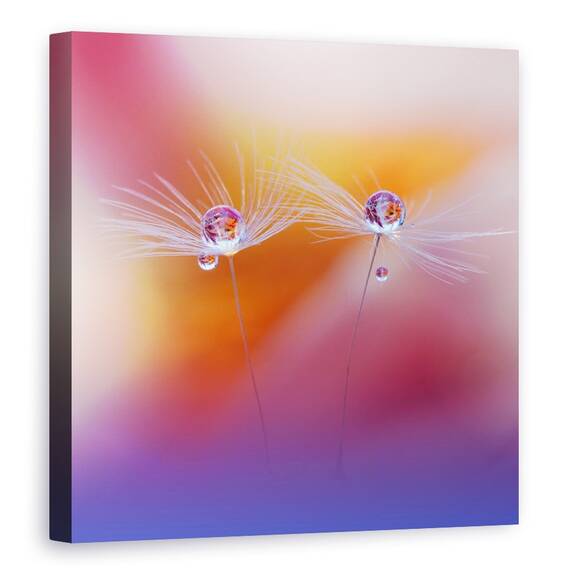 Tablou Canvas - Doua Lumi, Floare, Picatura, Natura Moarta, Macro, Marime: 60 x 60 cm - - Roveli