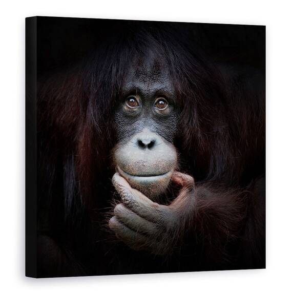 Tablou Canvas - Imaginea In Oglinda, Zambet, Maimuta, Fericit, Bucurie, Marime: 60 x 60 cm - - Roveli