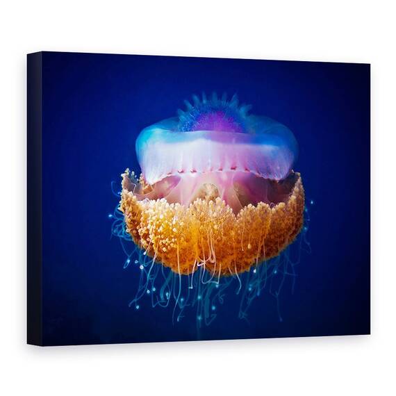Tablou Canvas - Meduza, Maldive, Albastru, Violet, Marime: 50 x 70 cm - - Roveli