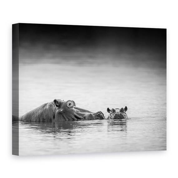 Tablou Canvas - Nivelul Ochilor, Hipopotam, Marime: 50 x 70 cm - - Roveli