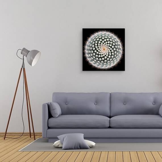 Tablou Canvas - Notocactus Scopa, Cactus, Spines, Abstract, Radial, Marime: 60 x 60 cm - 2- Roveli