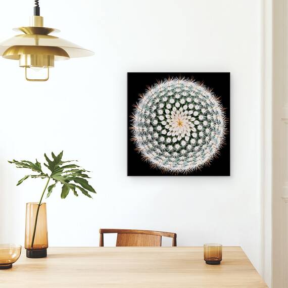 Tablou Canvas - Notocactus Scopa, Cactus, Spines, Abstract, Radial, Marime: 60 x 60 cm - 4- Roveli