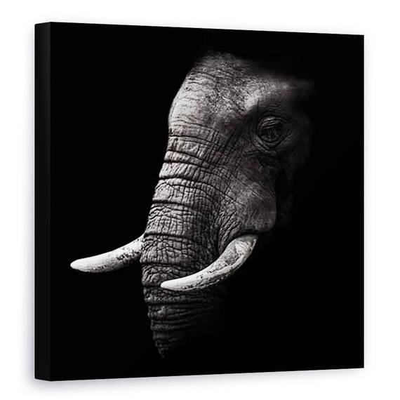 Tablou Canvas - Portret, Elefant, Animal, Intuneric, Trunchi, Experienta, Marime: 60 x 60 cm - - Roveli
