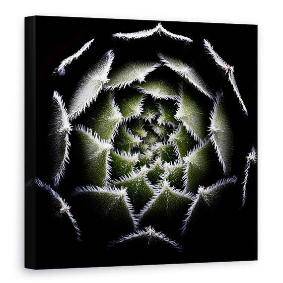 Tablou Canvas - Rozeta Sempervivum, Rosette, Suculent, Sempervivum,Plante, Marime: 60 x 60 cm - - Roveli