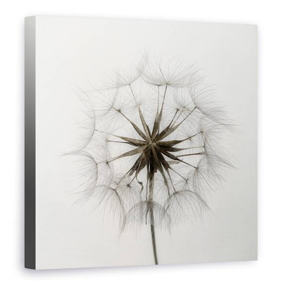 Tablou Canvas - Tragopogon, Papadie, Marime: 60 x 60 cm - - Roveli