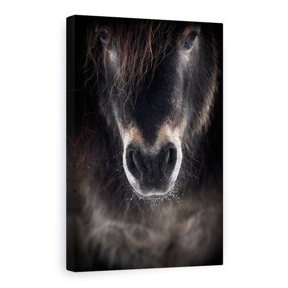 Tablou Canvas - Ulise, Cal, Animale, Coama, Animale, Animal De Casa, Marime: 60 x 90 cm - - Roveli