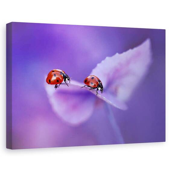 Tablou canvas - Anemone Japonica, Natura moarta, Flori, Marime: 60 x 90 cm - - Roveli