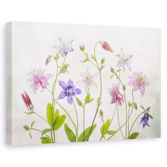 Tablou canvas - Papadie, Flori, Fragilitate, Turcoaz, Marime: 60 x 90 cm - - Roveli