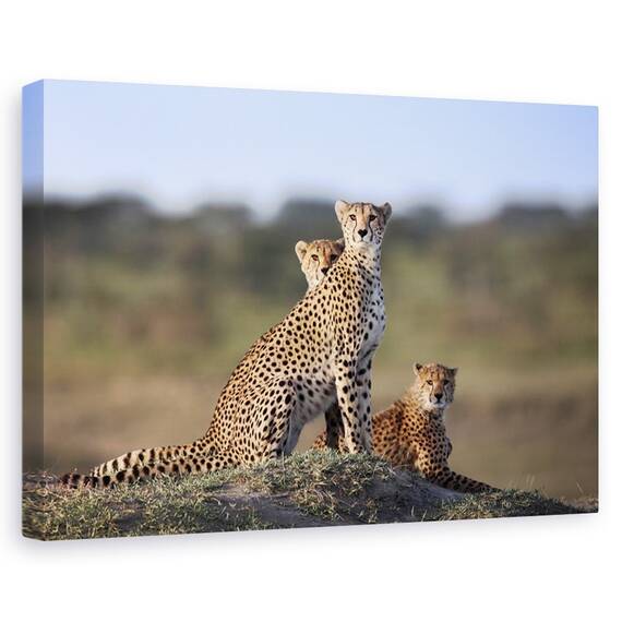 Tablou canvas - Mursi, Oameni, Africa, Cercei, Femeie, Marime: 60 x 90 cm - - Roveli