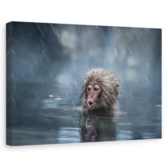 Tablou canvas - Maci, Flori, Rosu, Roz, Marime: 60 x 90 cm - - Roveli
