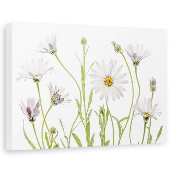 Tablou canvas - Margarete, Natura moarta, Flora, Alb, Verde, Marime: 60 x 90 cm - - Roveli
