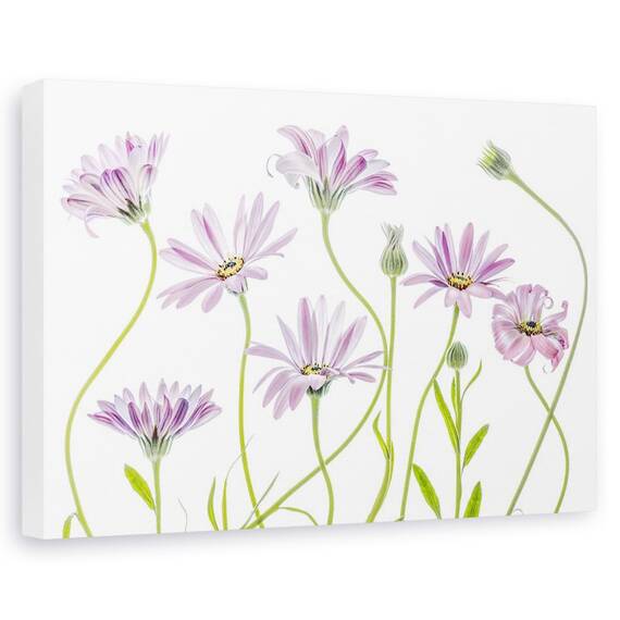 Tablou canvas - Margarete, Natura moarta, Flori, Gradina, Roz, Marime: 60 x 90 cm - - Roveli