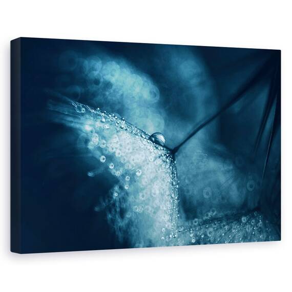 Tablou canvas - Papadie albastra, Flori, Picatura, Lumina, Tonifiat, Marime: 60 x 90 cm - - Roveli