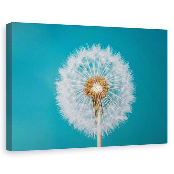 Tablou canvas - Buburuza, Flori, Roz, Lalea, Marime: 60 x 90 cm - - Roveli