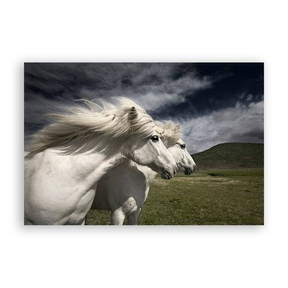 Tablou Canvas - Animal, Cai, Alb, Marime: 60 x 90 cm - - Roveli