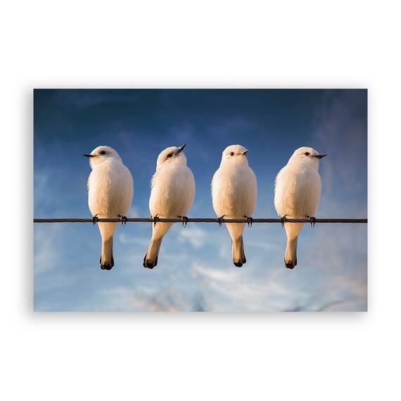 Tablou Canvas - Pasari, Creanga, Animal, Alb, Marime: 40 x 60 cm - - Roveli