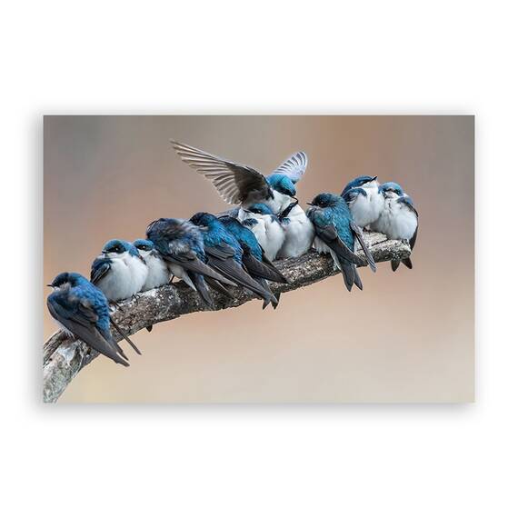 Tablou Canvas - Animal, Pasari, Creanga, Albastru, Marime: 40 x 60 cm - - Roveli