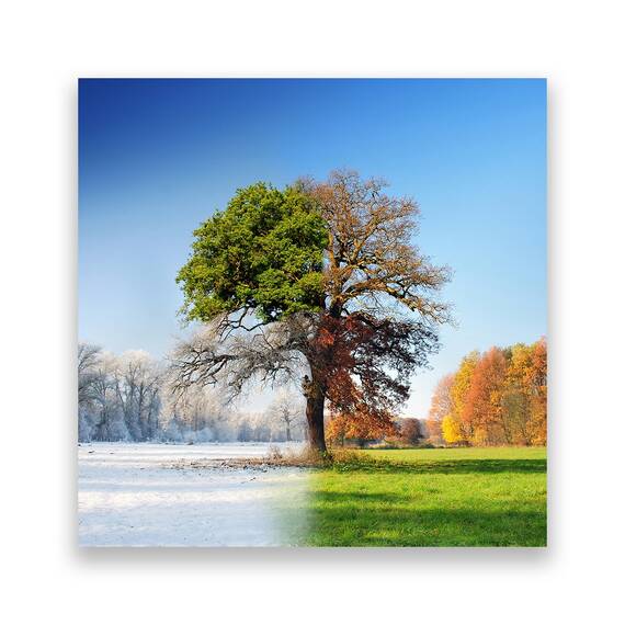 Tablou Canvas - Anotimpuri, Marime: 60 x 60 cm - - Roveli