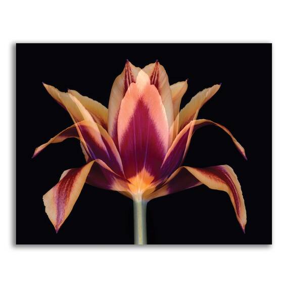 Tablou Canvas - Floare portocaliu, Primavara, Marime: 40 x 50 cm - - Roveli