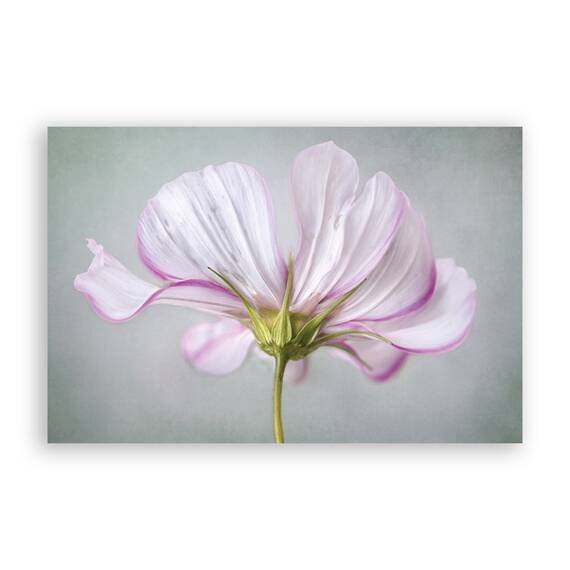 Tablou Canvas - Floral, Flori, Primavara, Pictura, Alb, Marime: 60 x 90 cm - - Roveli