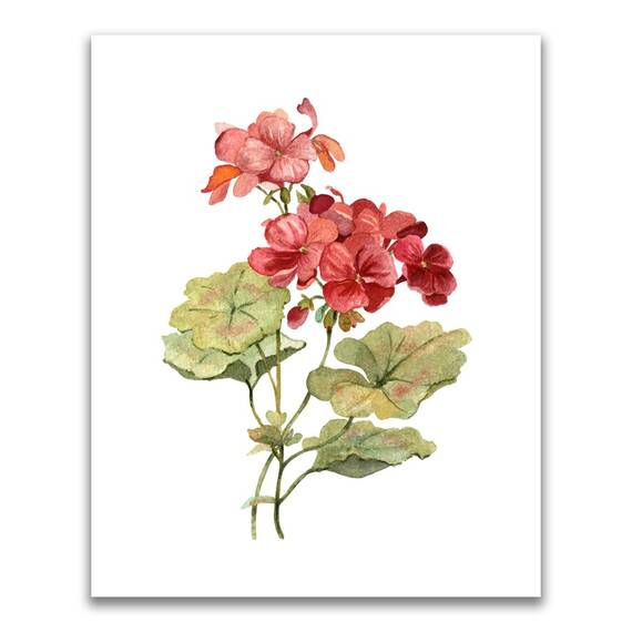 Tablou Canvas - Flori, Floare, Muscata, Primavara, Rosu, Marime: 40 x 50 cm - - Roveli
