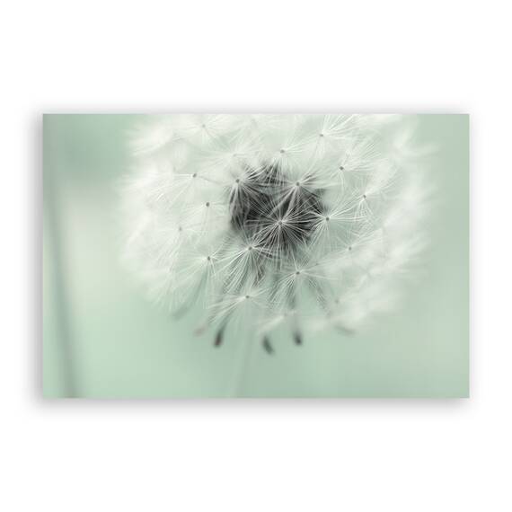 Tablou Canvas - Flori, Papadie, Marime: 60 x 90 cm - - Roveli
