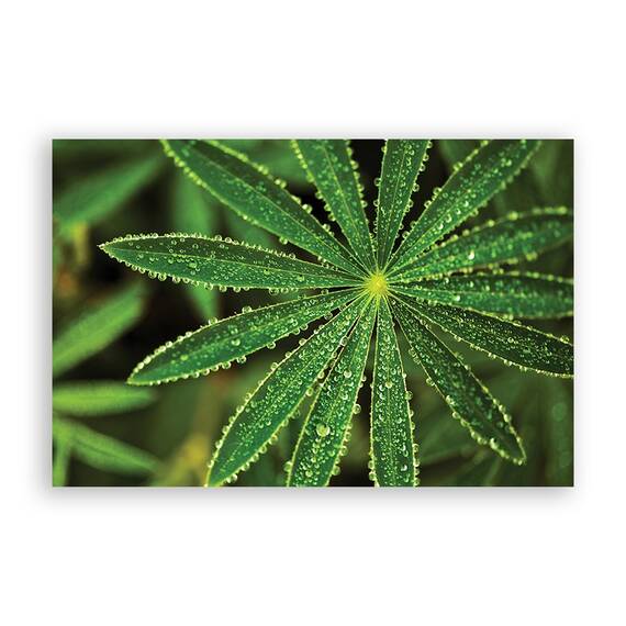 Tablou Canvas - Natura, Frunza, Verde, Marime: 60 x 90 cm - - Roveli