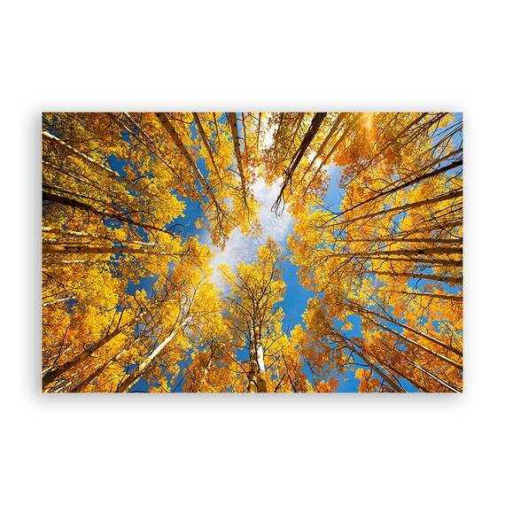 Tablou Canvas - Plopi Inaltand Catre Cer, Marime: 60 x 90 cm - - Roveli