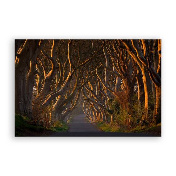 Tablou Canvas - Padure, Toamna, Natura, Peisaj, Marime: 40 x 60 cm - - Roveli