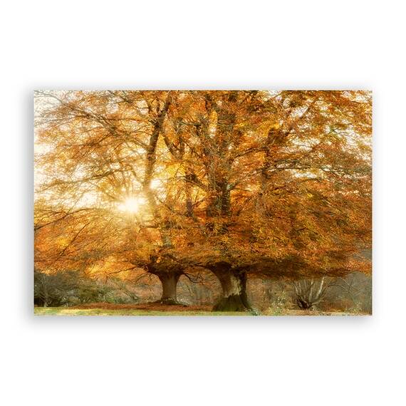 Tablou Canvas - Peisaj, Natura, Padure, Toamna, Marime: 60 x 90 cm - - Roveli